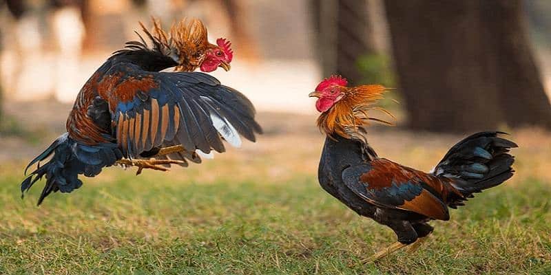 Các loại đá gà trực tuyến C1 phổ biến