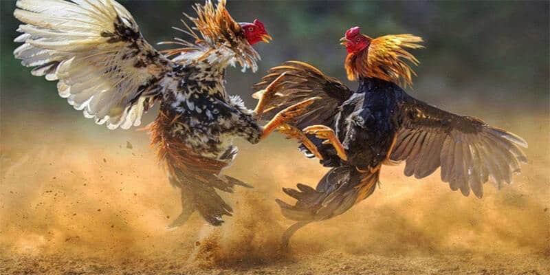 Đâu là nơi phù hợp để theo dõi đá gà trực tiếp C1?