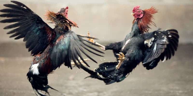 Đá Gà Trực Tiếp Campuchia – Cập Nhật Mới Nhất Từ EE88