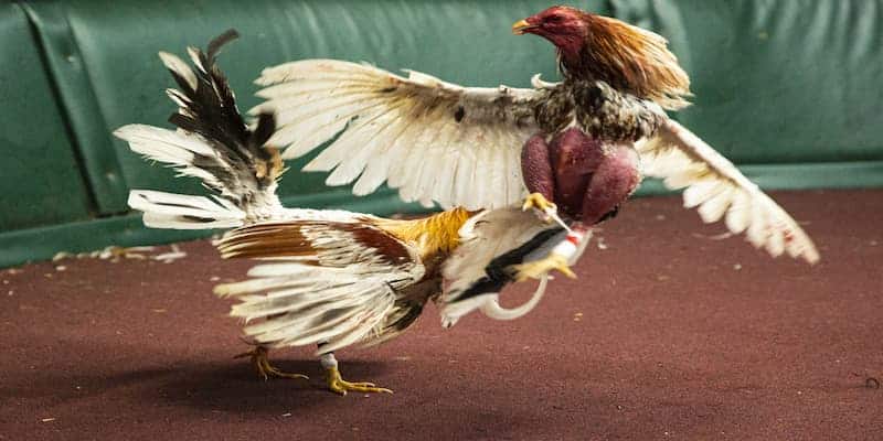 Phong phú loại hình cá cược gà