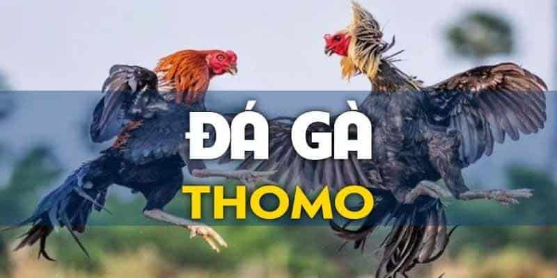 EE88 đã trở thành điểm đến hàng đầu cho các giải đấu gà chuyên nghiệp