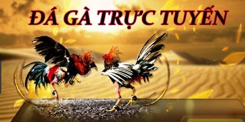 Tổng quan về phát sóng trực tiếp đá gà EE88